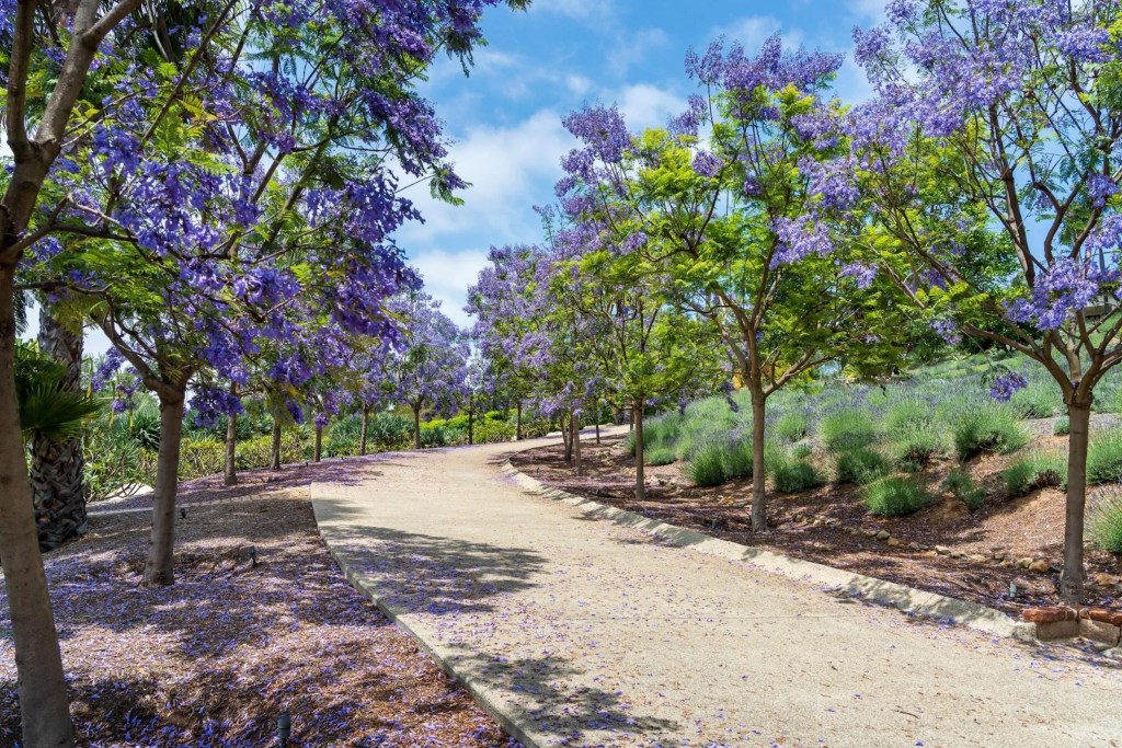 pathway lined with flowering jacaranda trees