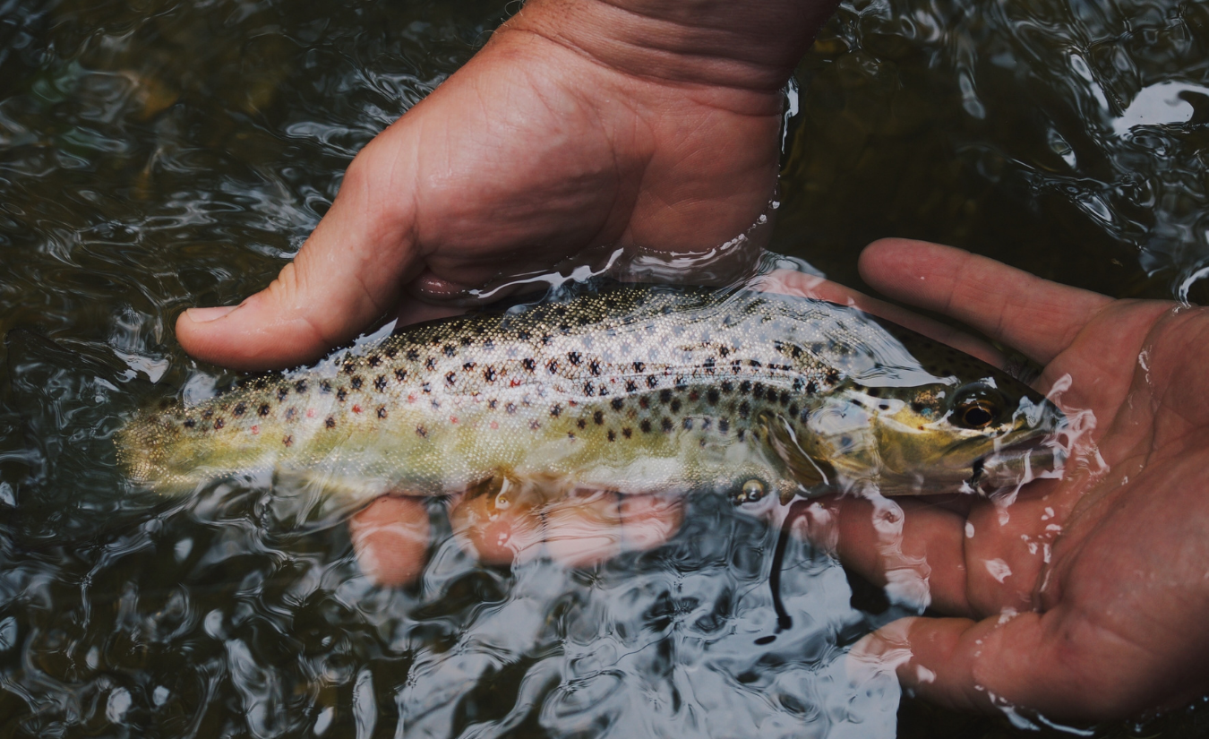 Fishing the Truckee River and Local Lakes