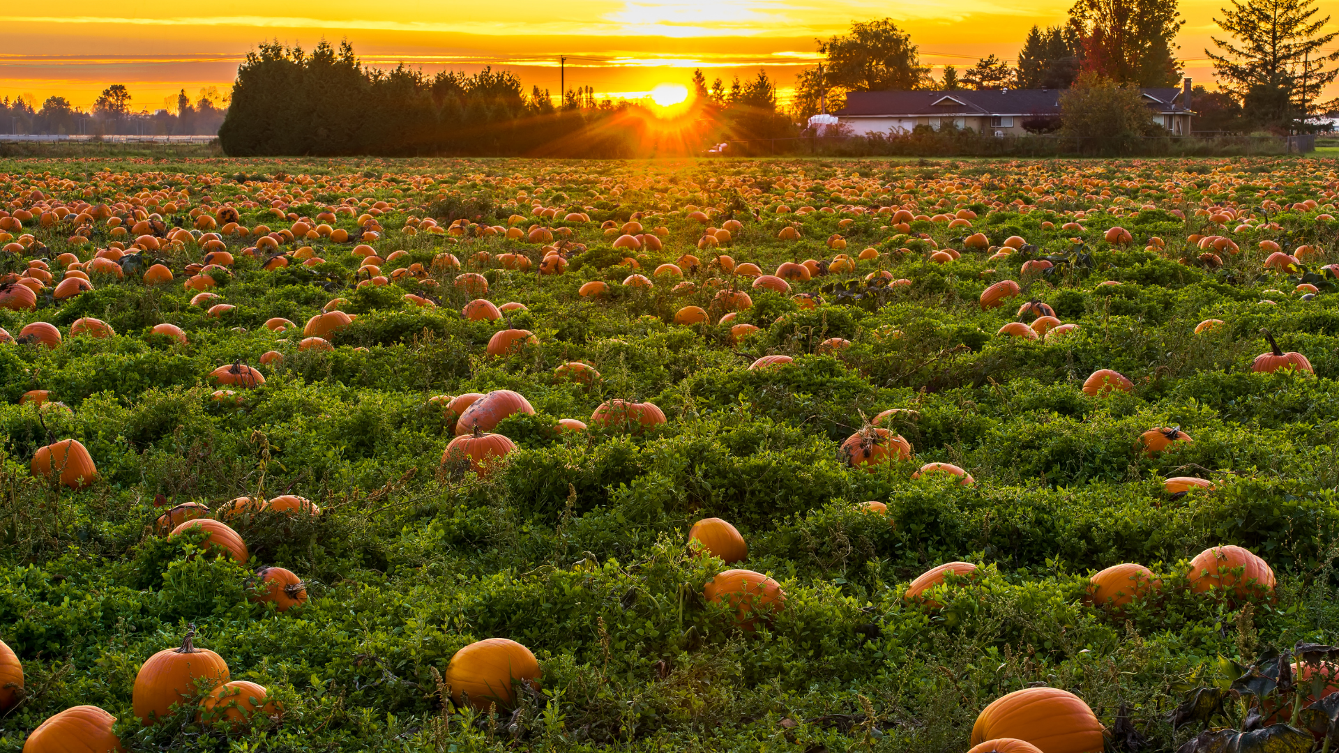 Autumn Events in The Sierra – 2021