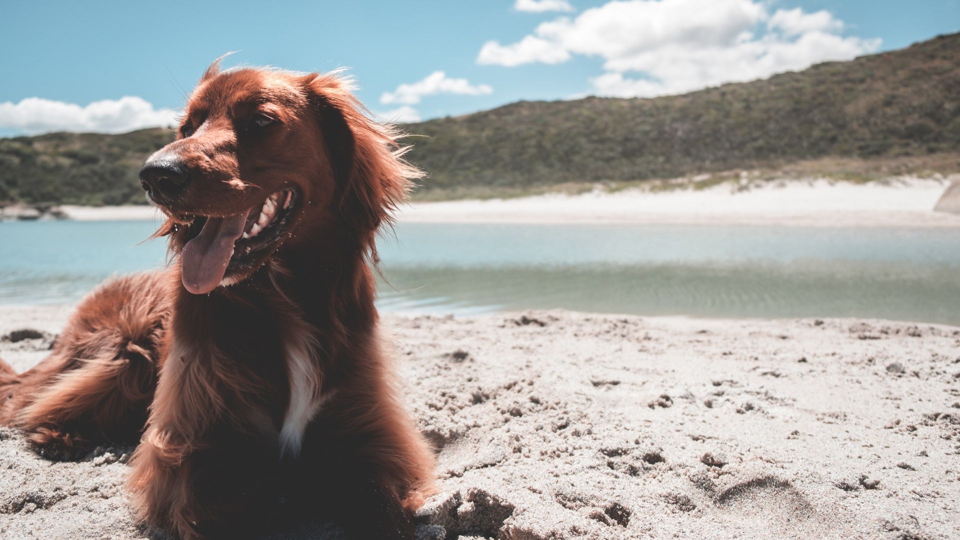 Paws For Summer Pet Health