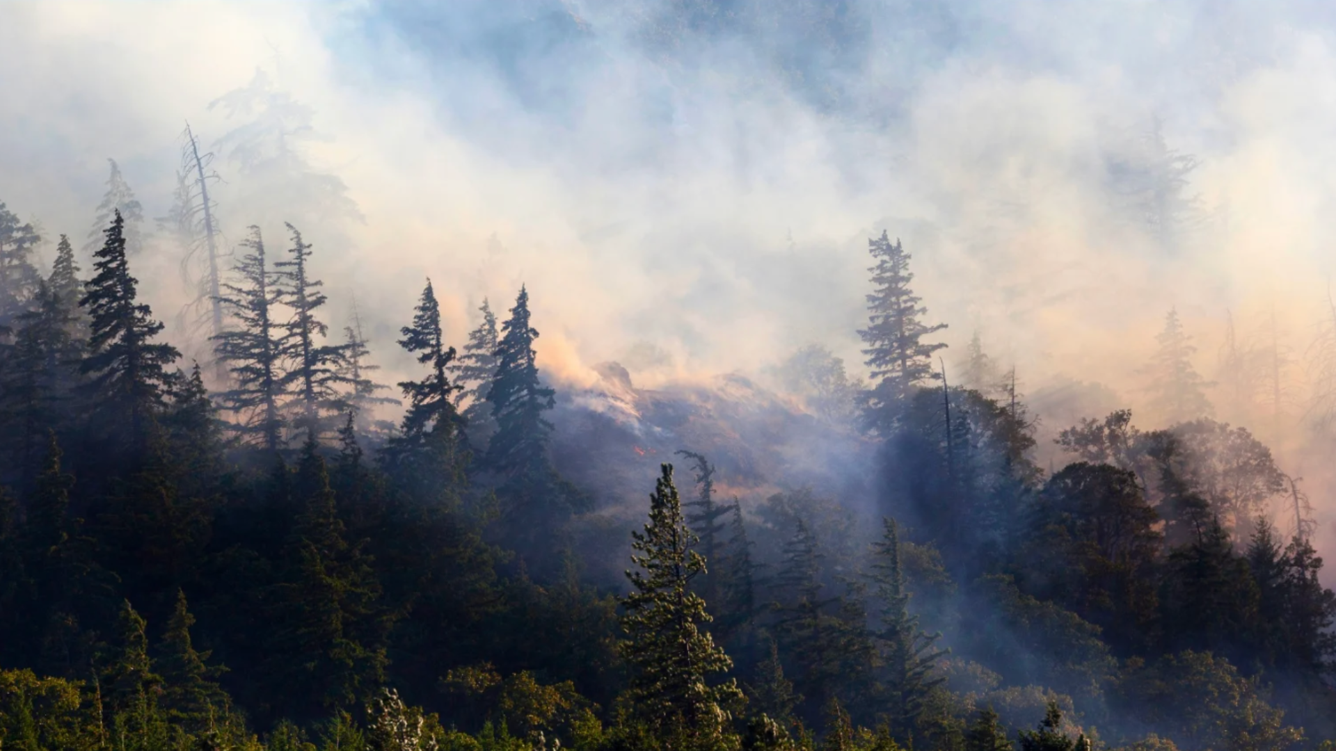 Davis Creek Fire | Resources and Assistance