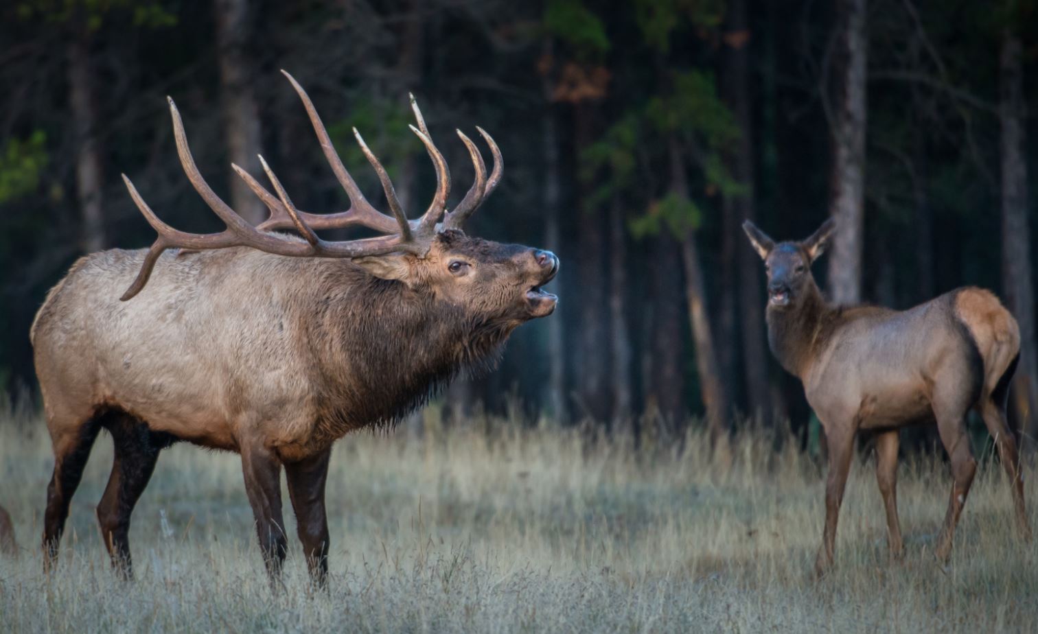 BUYING HUNTING LAND IN COLORADO